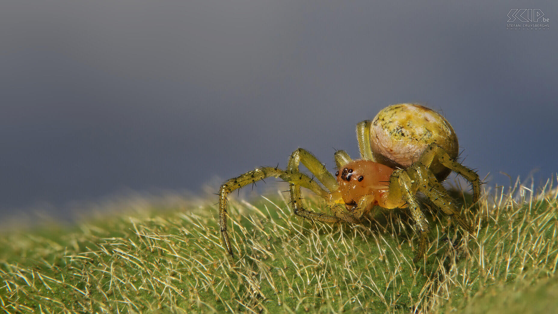 Extreme closeups van insecten - Komkommerspin Dit jaar legde ik mij toe op microfotografie, de overtreffende trap van macrofotografie. Ik ontwikkelende een eigen geautomatiseerde macro rail waarmee ik in stapjes van 100 tot 300 micron (duizendste van millimeter) 30 tot 60 beelden kan maken om deze nadien samen te voegen. Zo kan ik haarscherpe beelden maken van insecten die enkele minuten wil blijven stilzitten. Evident is dat laatste niet en ook technisch is het telkens een hele uitdaging. Door gebruik te maken van tussenringen tussen je camera en macro lens kan je extreme close-ups maken. Maar het grote nadeel is dat de scherptediepte minder dan 1mm is.  Dit is bijna altijd onvoldoende om een insect mooi in beeld te brengen. De oplossing is een geautomatiseerde macro rail die een heel reeks beelden kan maken die je daarna met software kan samenvoegen.<br />
<br />
Er bestaan heel wat dure commerciële oplossingen, maar ik ging zelf aan de slag. M’n schoonvader ontwikkelde de hardware met een rail met stappenmotor en nog wat extra elektronica en 3D geprinte onderdelen. Ikzelf ontwikkelde software voor op m’n Windows PC die mijn Nikon camera aanstuurt en software voor op een Raspberry Pi die de elektronica aanstuurt.Het eindresultaat werkt heel goed en dit zijn mijn beste beelden van extreme close-ups van insecten. Stefan Cruysberghs